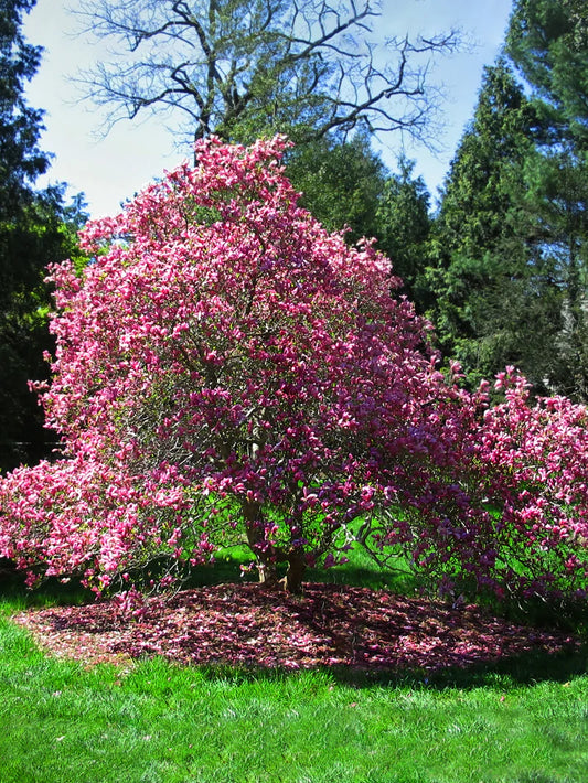 Magnolia - Ann (Japanese)