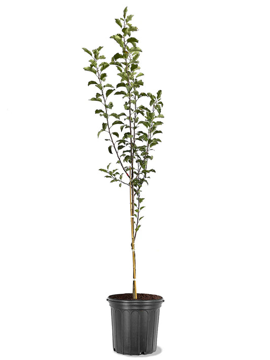 Apple Trees - Gala
