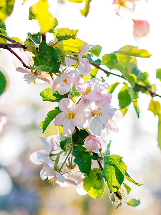 Apple Trees - Fuji