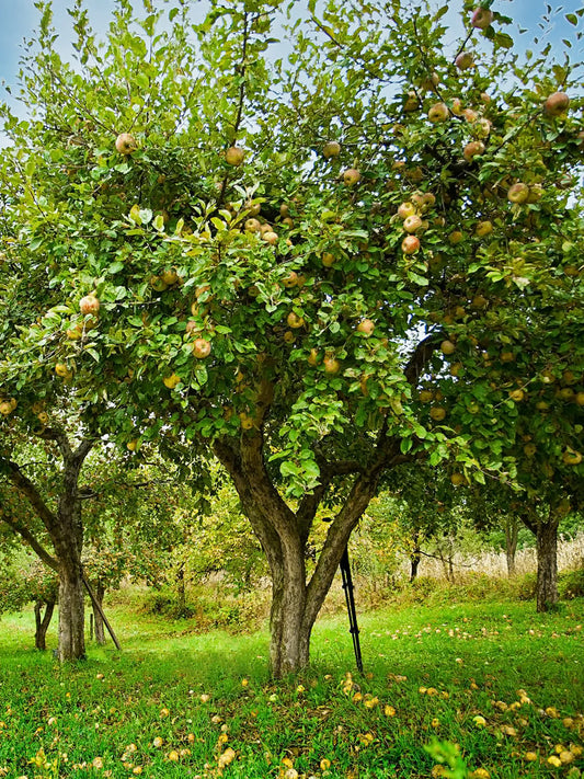 Apple Trees - Dorsett Gold