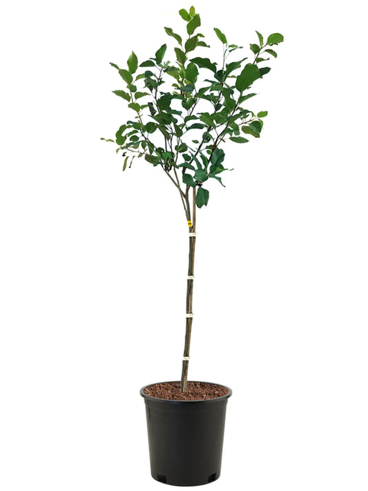Apple Trees - Honey Crisp