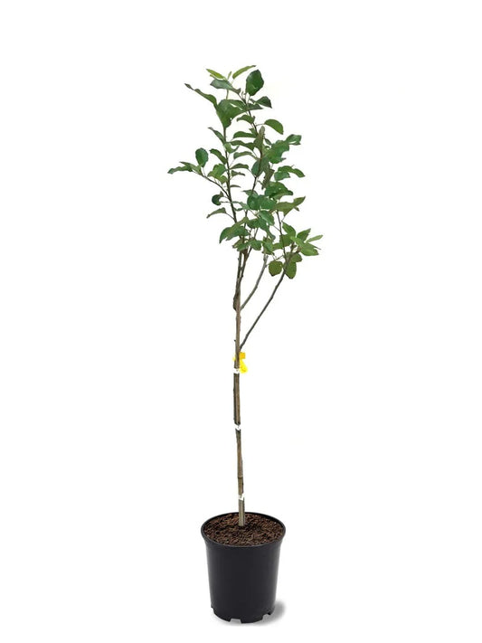 Apple Trees - Ein Shemer