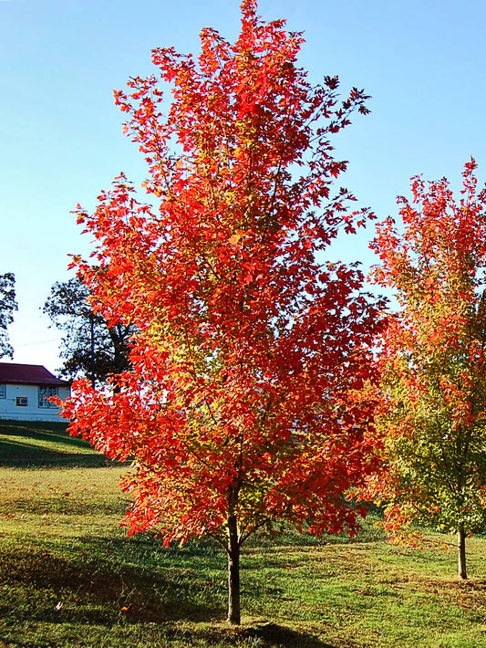 Maple Autumn Blaze