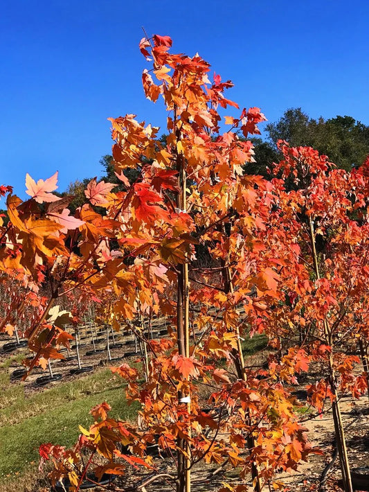 Maple Autumn Blaze