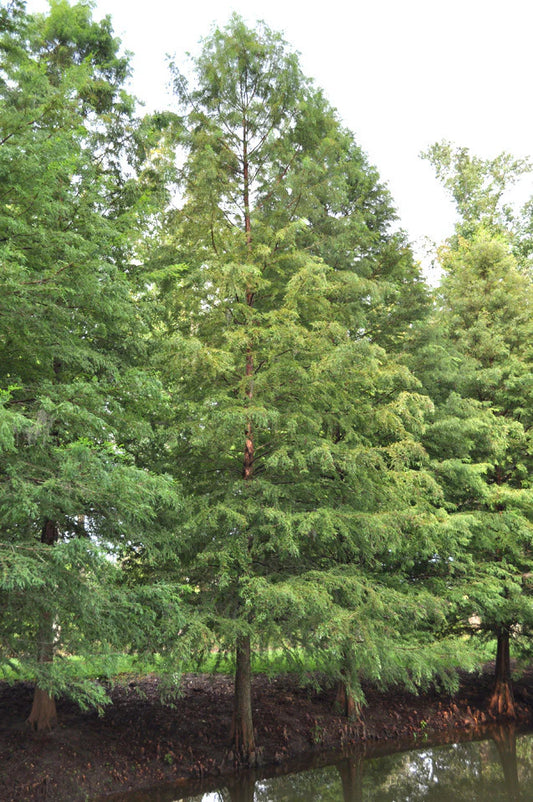 Cypress - Bald