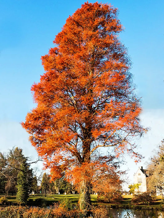 Cypress - Bald