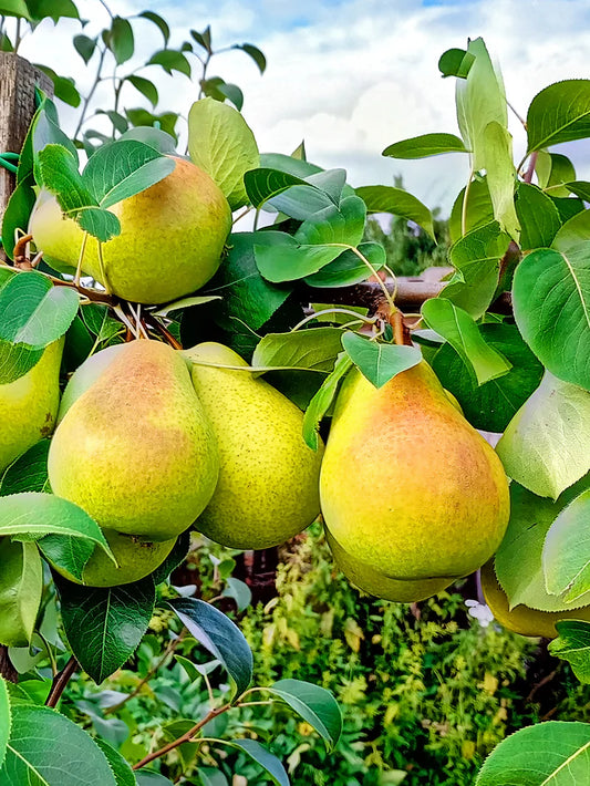 Pear Trees - Baldwin