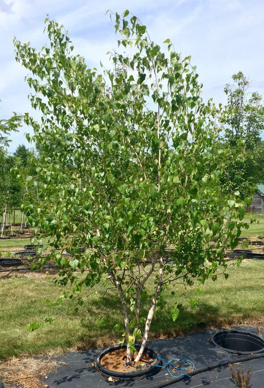 Whitespire Birch