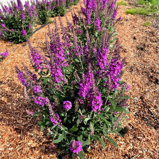 Bloomin Easy Birthday Cake™ Butterfly Bush | Buddleia x