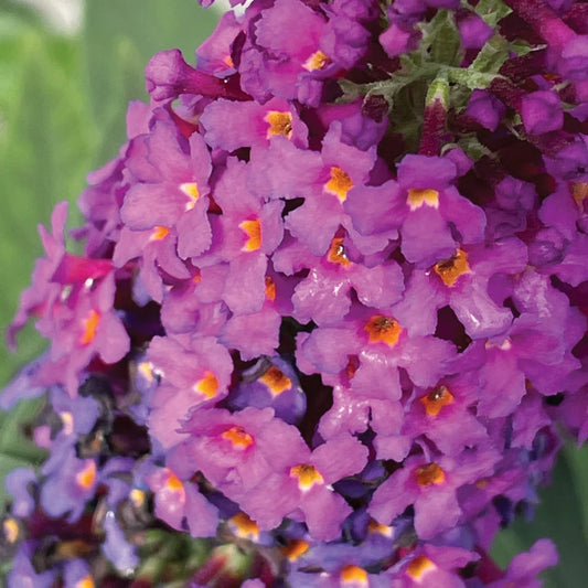 Bloomin Easy Birthday Cake™ Butterfly Bush | Buddleia x