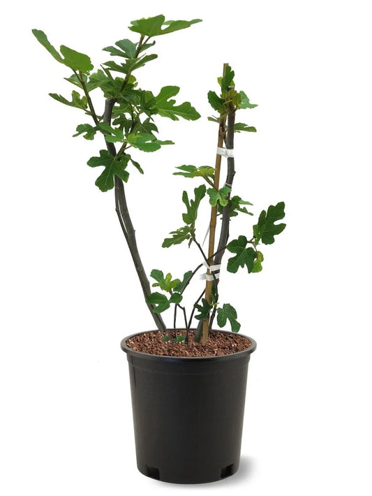 Fig Trees - Black Mission