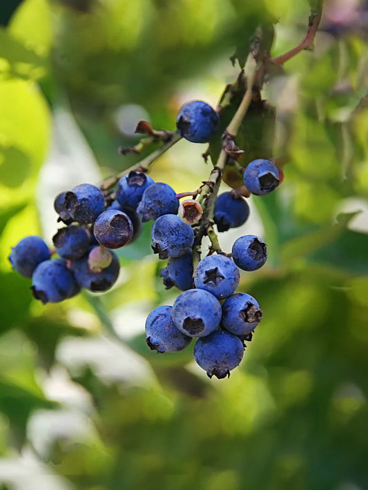 Blueberry - Brightwell (Rabbit Eye)