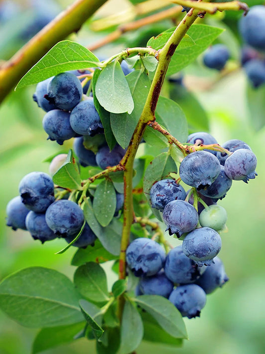 Blueberry - Austin (Rabbit Eye)