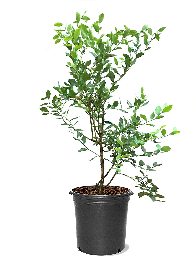 Blue Rabbit Tree Blueberry - Tifblue (Rabbit Eye) – Online Trees