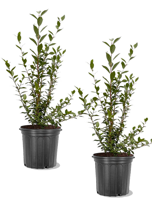 Blueberry - Sweet Crisp (Southern Highbush)