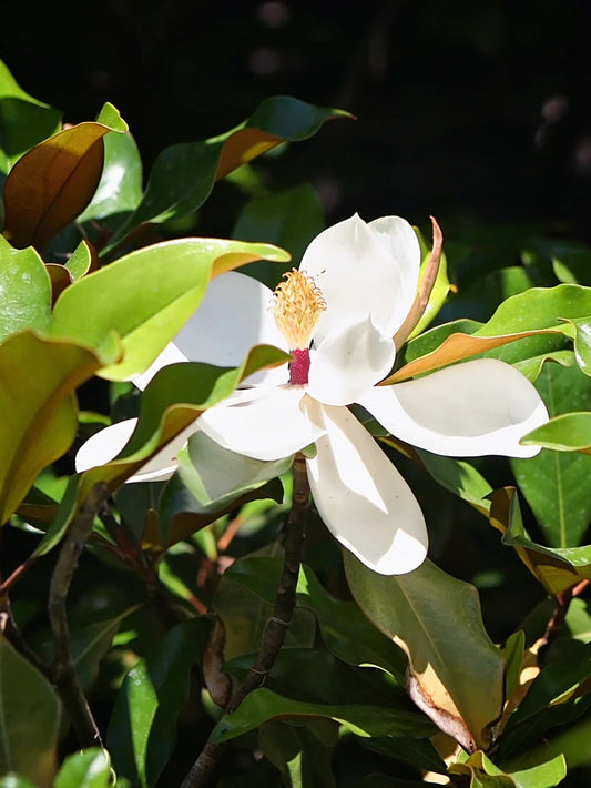 Magnolia - Bracken Brown Beauty (Southern)