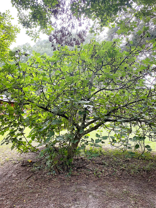 Fig Trees - Brown Turkey