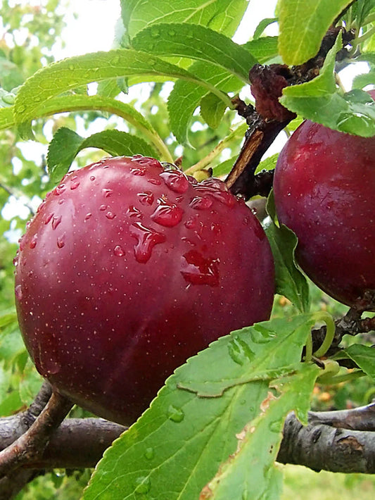 Plum Trees - Bruce