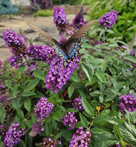 Bloomin Easy Blue Berry Pie