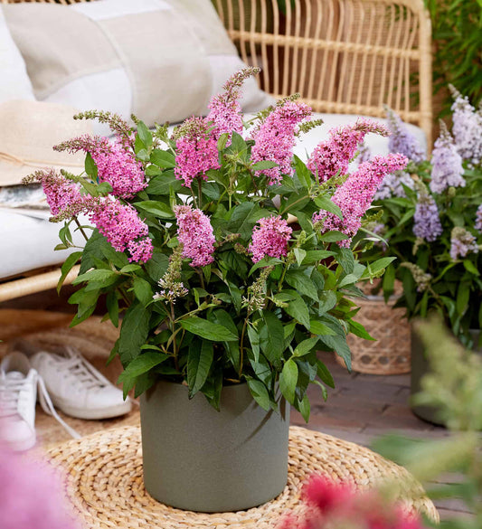 Butterfly Candy Lil' Taffy (Buddleia d. Butterfly Candy 'Lil' Taffy)