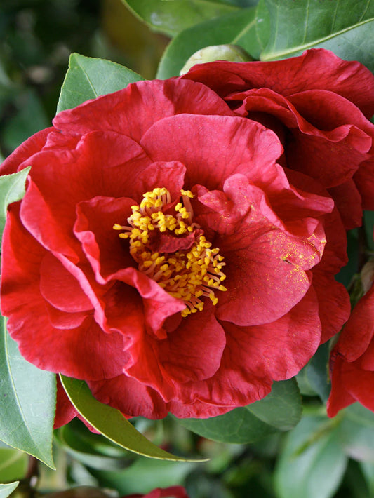 Camellia Japonica - Kramer's Beauty