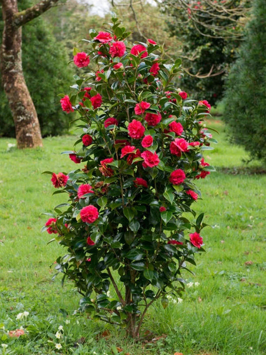 Camellia Japonica - Kramer's Beauty