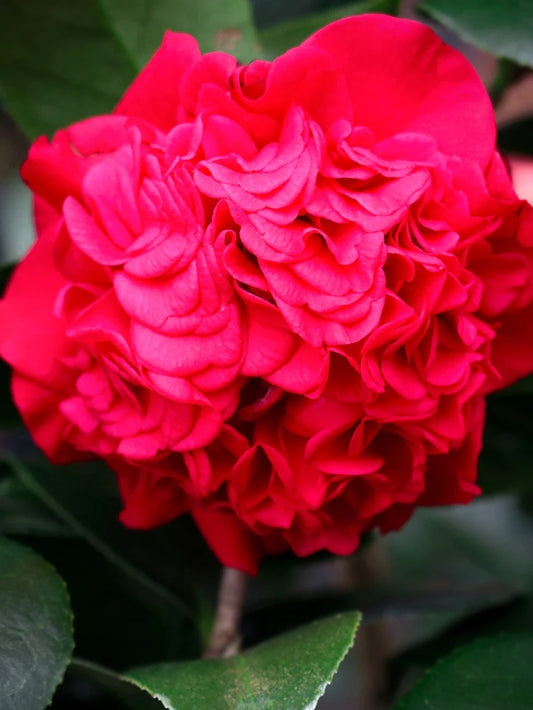 Camellia Japonica - Kramer's Supreme
