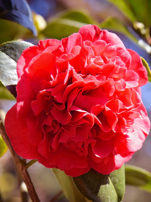 Camellia Japonica - Professor Sargent