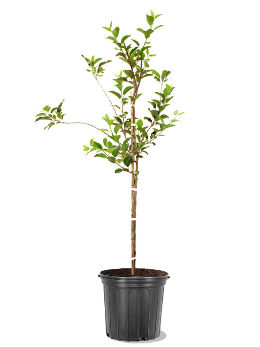 Apple Trees - Candy Crisp®