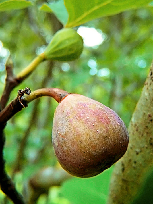 Fig Trees - Celestial