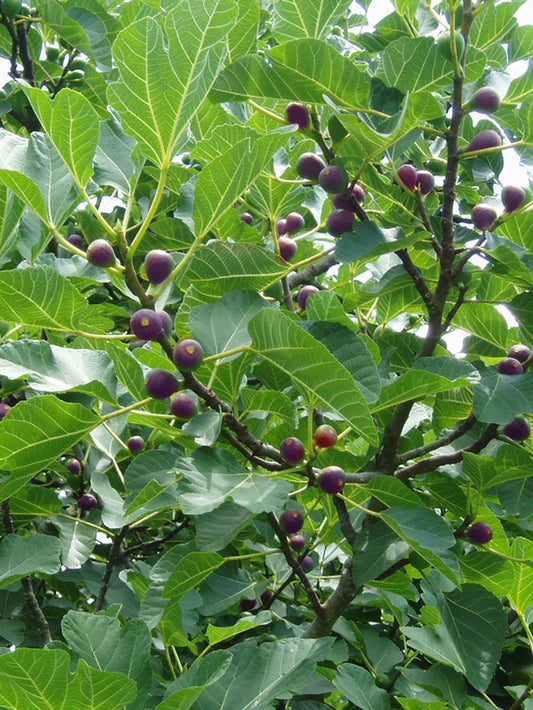 Fig Trees - Celestial
