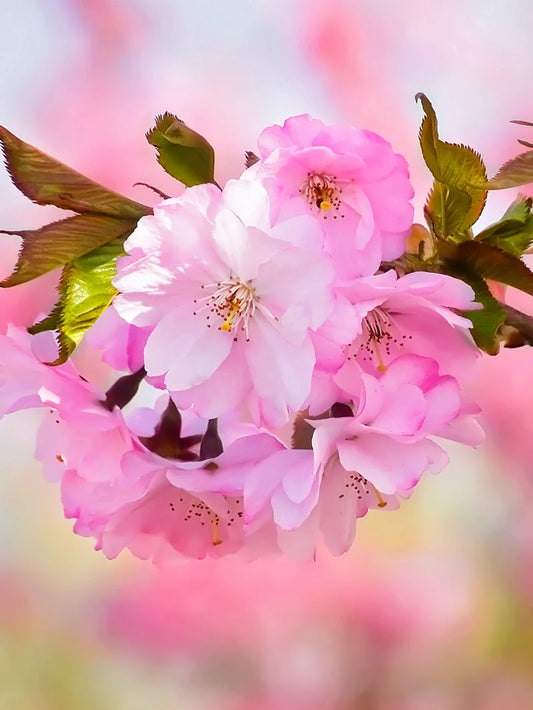 Cherry - Akebono (Flowering)