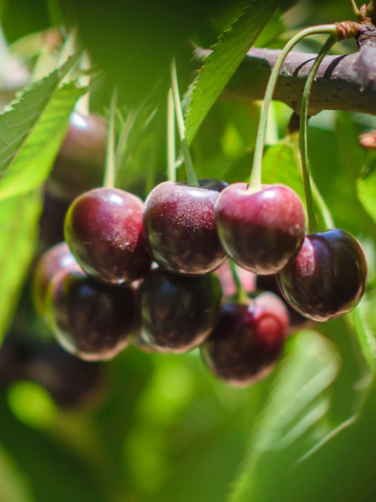 Cherry - Black Republican