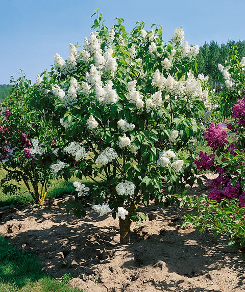 Common White Lilac