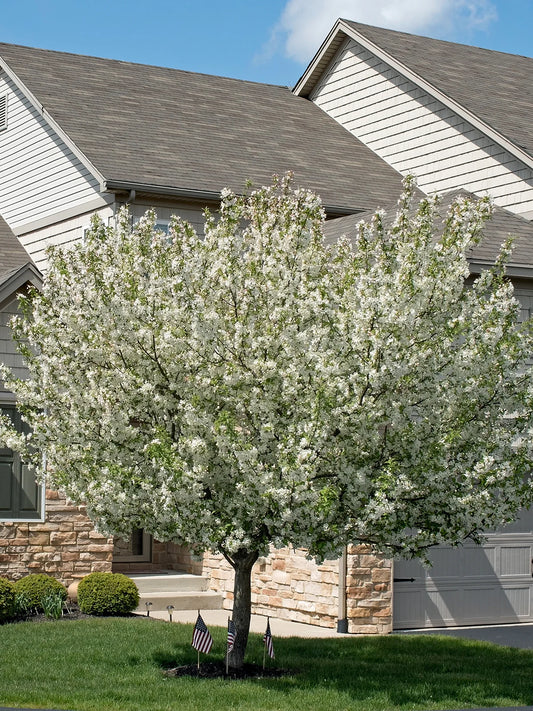 Crabapple - Callaway