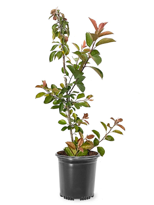 Crabapple - Centurion