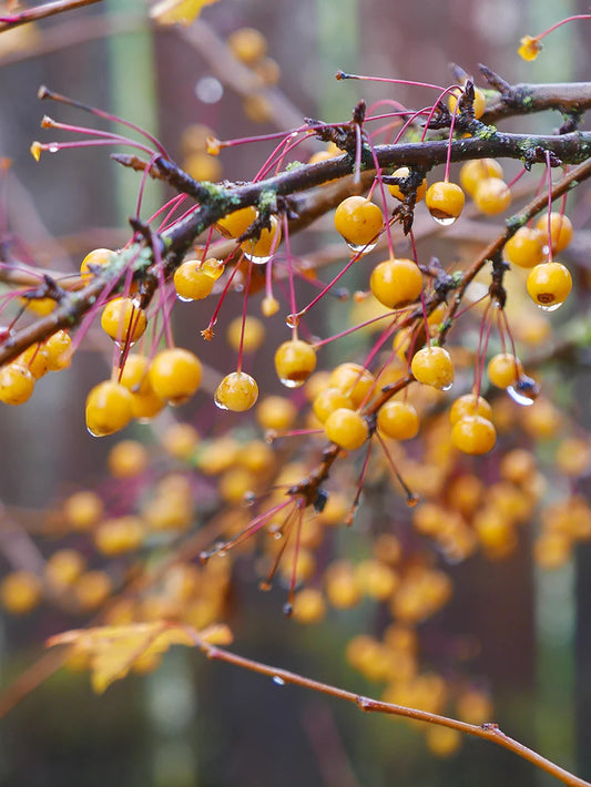 Crabapple - Harvest Gold