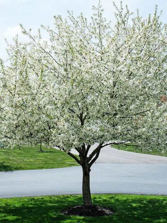 Crabapple - Harvest Gold