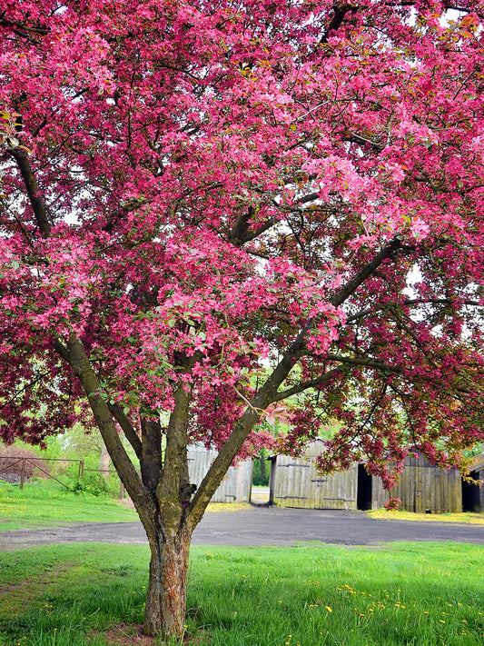 Crabapple - Indian Summer