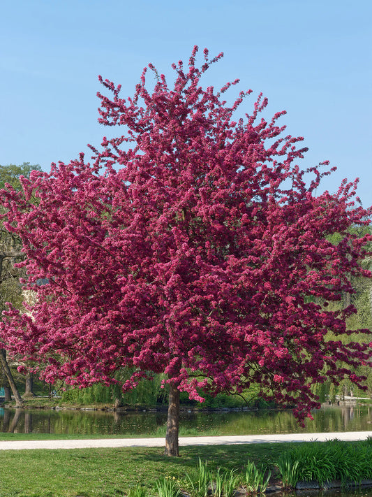 Crabapple - Prairiefire