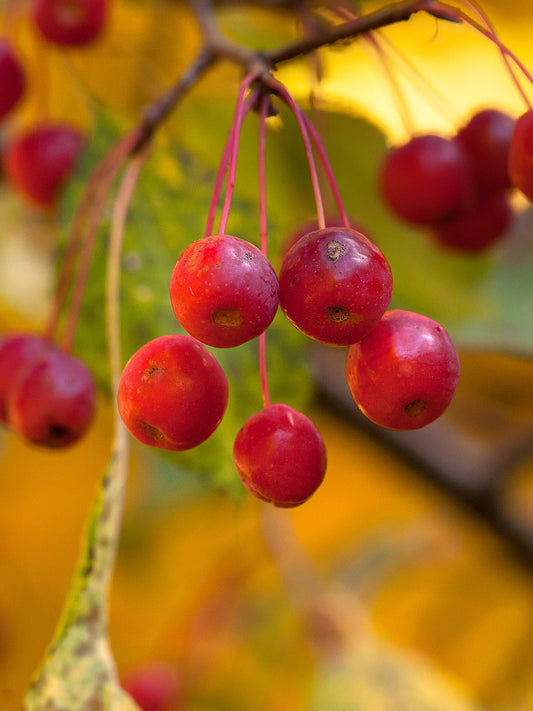 Crabapple - Weeping Red Jade