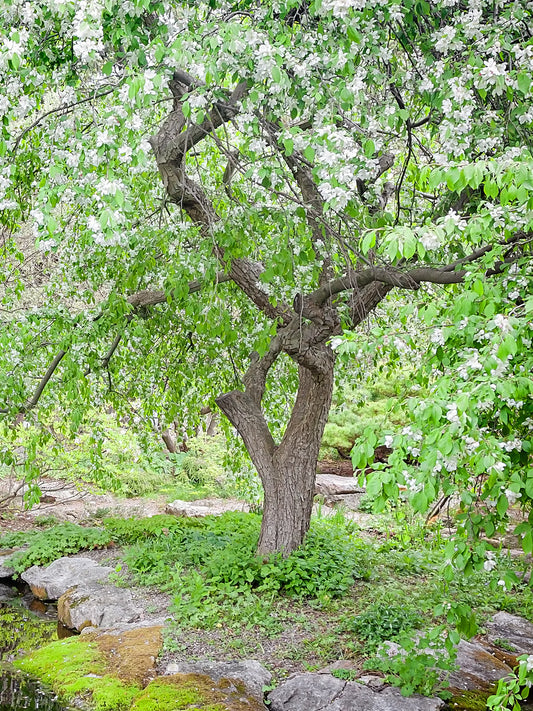 Crabapple - Weeping Red Jade