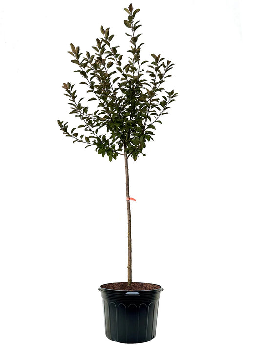 Crabapple - Robinson