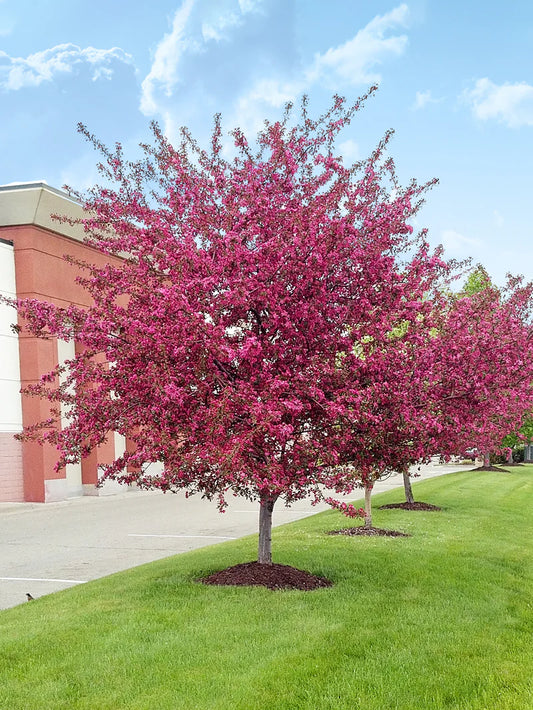 Crabapple - Centurion