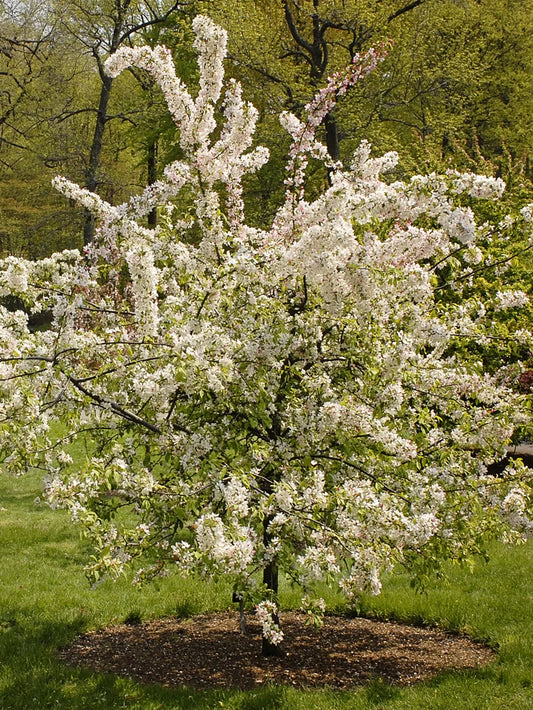Crabapple - Floribunda