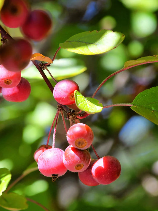 Crabapple - Prairiefire