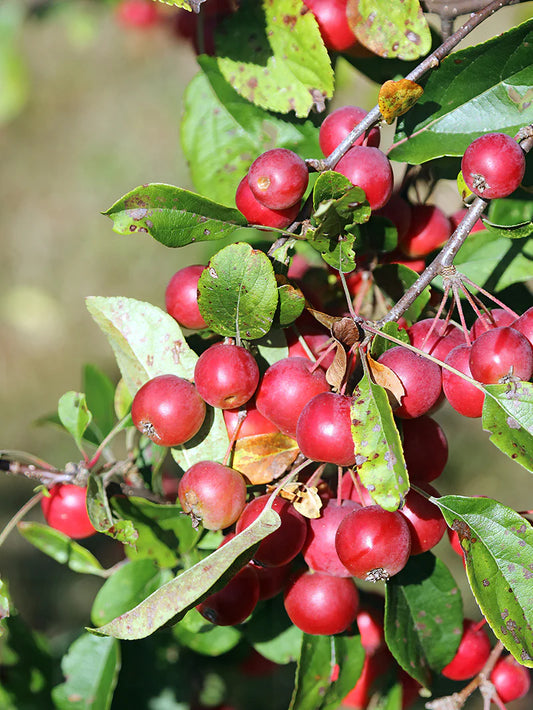 Crabapple - Floribunda