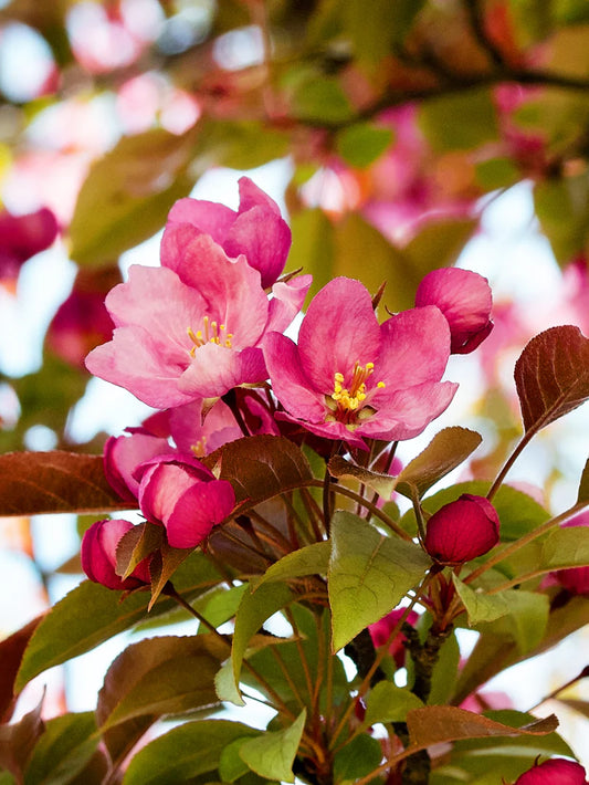 Crabapple - Indian Summer