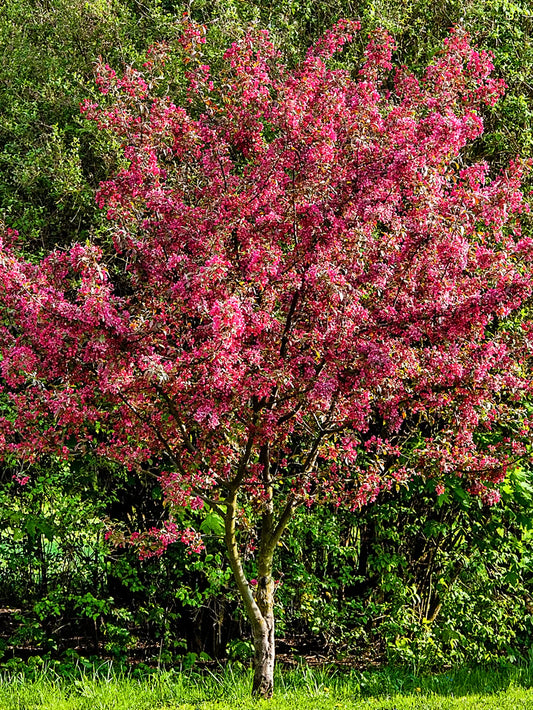 Crabapple - Summer Wonder