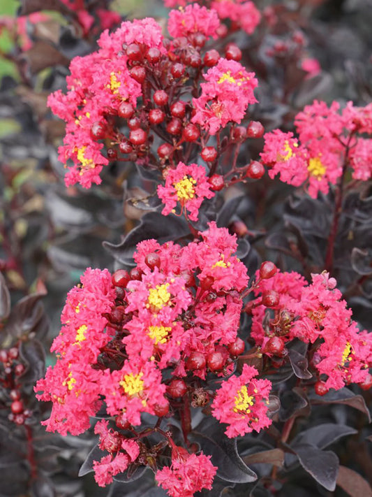 Crape Myrtle - Proven Winners® Center Stage® Pink